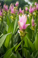 Curcuma alismatifolia or Siam tulip or Summer tulip in the garde