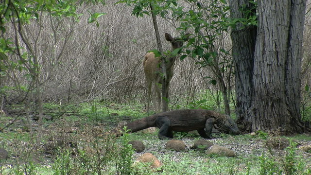 Stationary Komodo Dragon with a Javan rusa deer behind