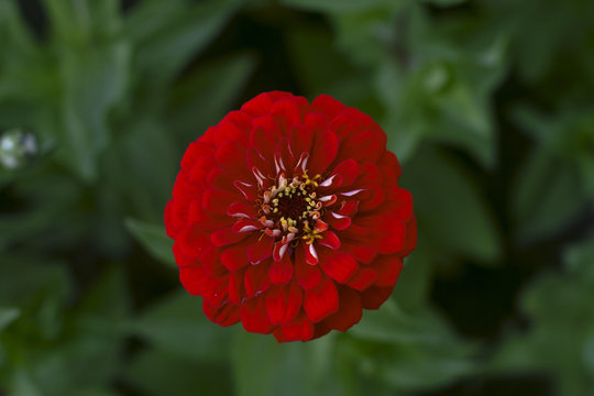 red dahlia