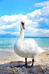 Printed kitchen splashbacks Swan swan on the beach