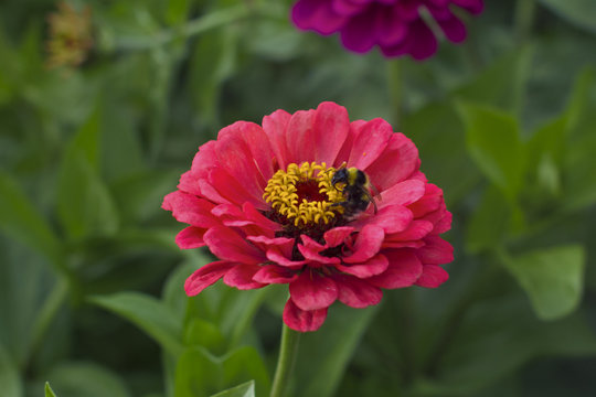 bumblebee on pink dahlia