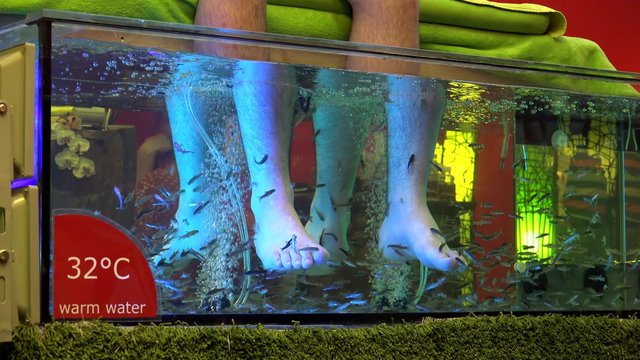 Fish foot massage in the spa by the Garra rufa Dr Fish. 
