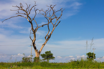 Dry bare tree death