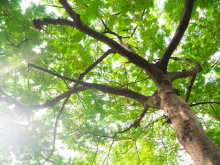 Flower in The Garden at Angkhang mountain, chiangmai