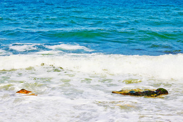 Obraz premium The Black Sea mussels and basil