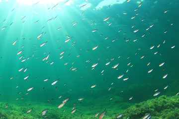 Fototapeta na wymiar Fish underwater in sea