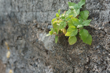 Green plant growing in a crack in a wall