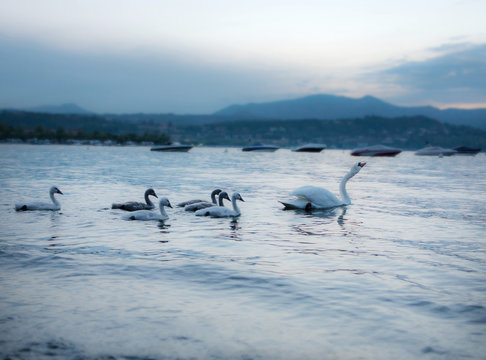 Wonderful swans swimming with his fledgling kids. The Light are awesome.