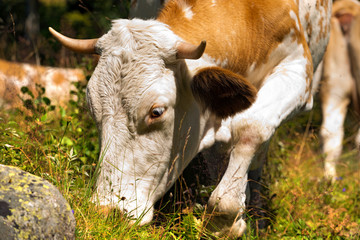 Cow Eating Green Grass in Mountain. Close up of head of brown and white cow while eating the green grass in mountain