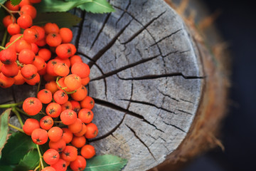 Fall background rowan fruits old stump