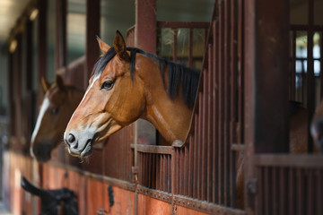 Naklejka premium Horse in the stable