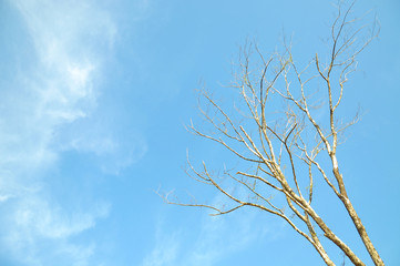 dead tree with blue sky and copy space area
