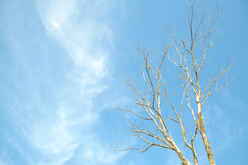 dead tree with blue sky and copy space area