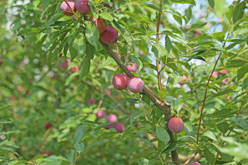 すもも　-Prunus salicina-