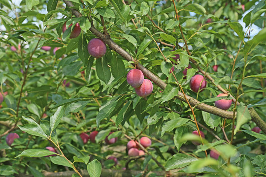 すもも　-Prunus salicina-