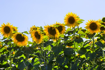 maturing field with sunflowers summer