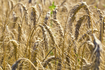 Field of ripe wheat spikelets summer