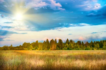 Gordijnen Beautiful field and forest with blue sky © Pavlo Vakhrushev