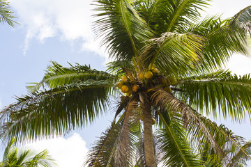 Fototapeta na wymiar ripening coconut on coconut palms close-up shot