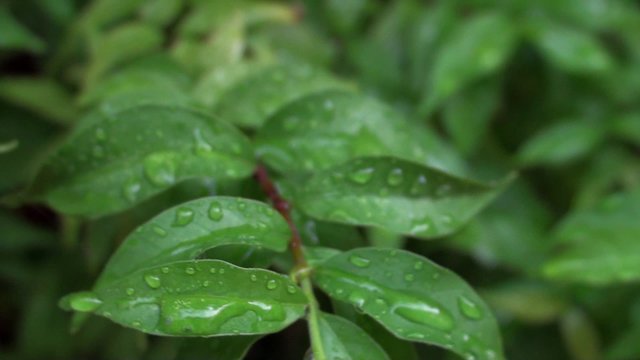 Drops of water on green leaves of wrightia religiosa benth