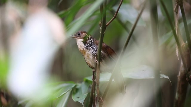 Large Scimitar Babbler (Pomatorhinus hypoleucos) in Thailand 