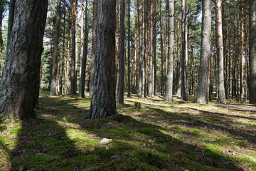 Obraz premium лес