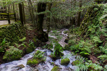 Fototapeta premium 愛媛県 観音水 最奥
