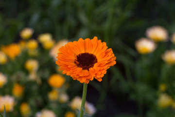 beautiful marigold flower