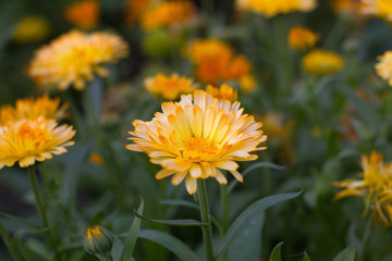 beautiful marigold flower