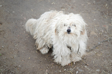 Photos white shaggy dog