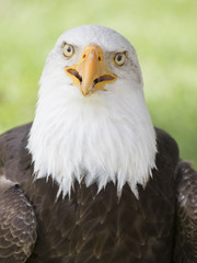 Fototapeta premium bald eagle