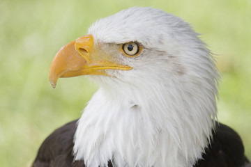 Fototapeta premium bald eagle