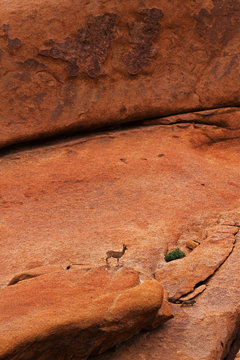 klipspringer