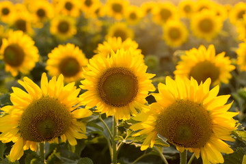 Sunflowers in the field close-up