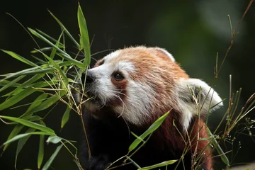 Crédence de cuisine en verre imprimé Panda Panda roux (Ailurus splendens).