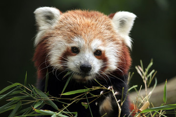 Red panda (Ailurus fulgens).