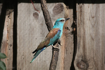 European roller (Coracias garrulus).