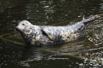 Grey seal (Halichoerus grypus). © Vladimir Wrangel