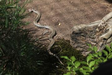 European viper (Vipera berus).