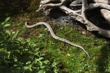 European viper (Vipera berus).