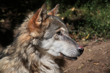 Fototapeta premium Eurasian wolf (Canis lupus lupus).