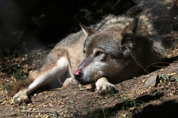 Eurasian wolf (Canis lupus lupus).