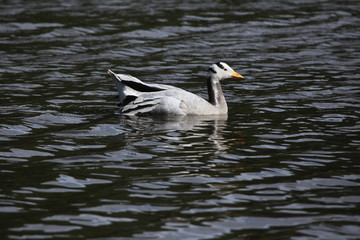 Fototapeta na wymiar Bar-headed goose (Anser indicus).