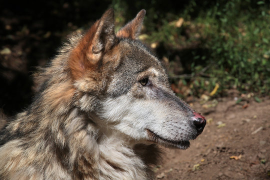 Eurasian wolf (Canis lupus lupus).