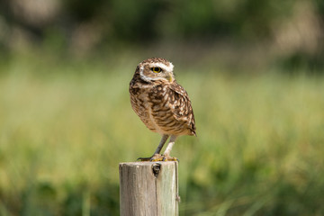 Burrowing Owl on Macaé beach.