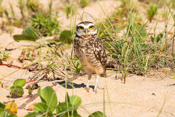 Burrowing Owl on Macaé beach.