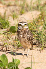 Burrowing Owl on Macaé beach.