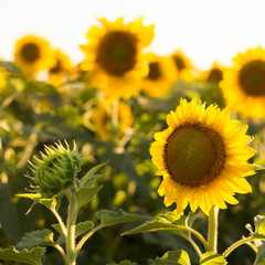 Sunflowers in the field close-up