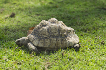 Obraz premium Old turtle on grass