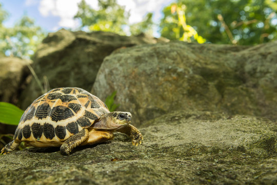 Spider Tortoise